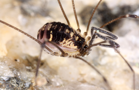 Mitteleuropäischer Fadenkanker (Mitostoma chrysomelas) - © Christian Komposch